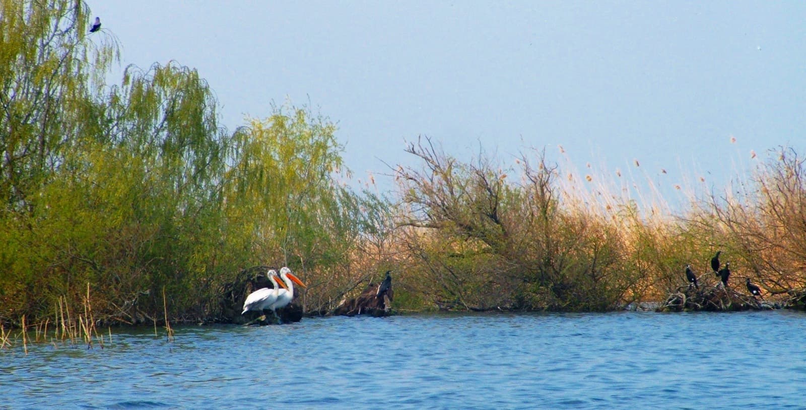 Pelicanul — simbolul Deltei Dunării