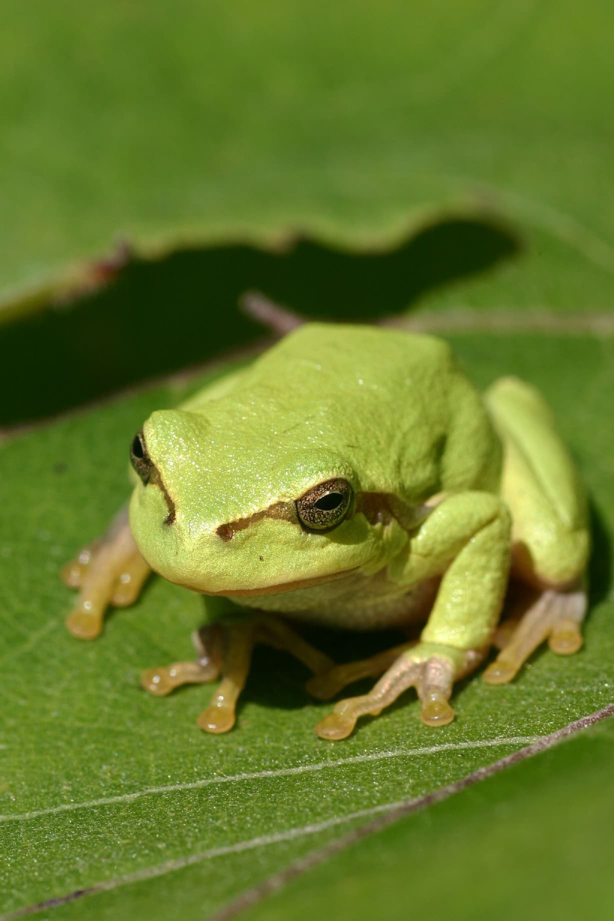 Brotacelul
