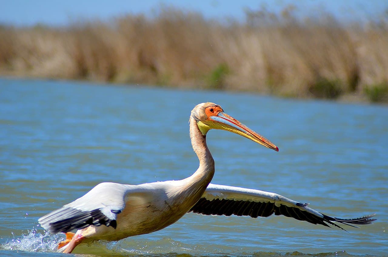 Pelican comun