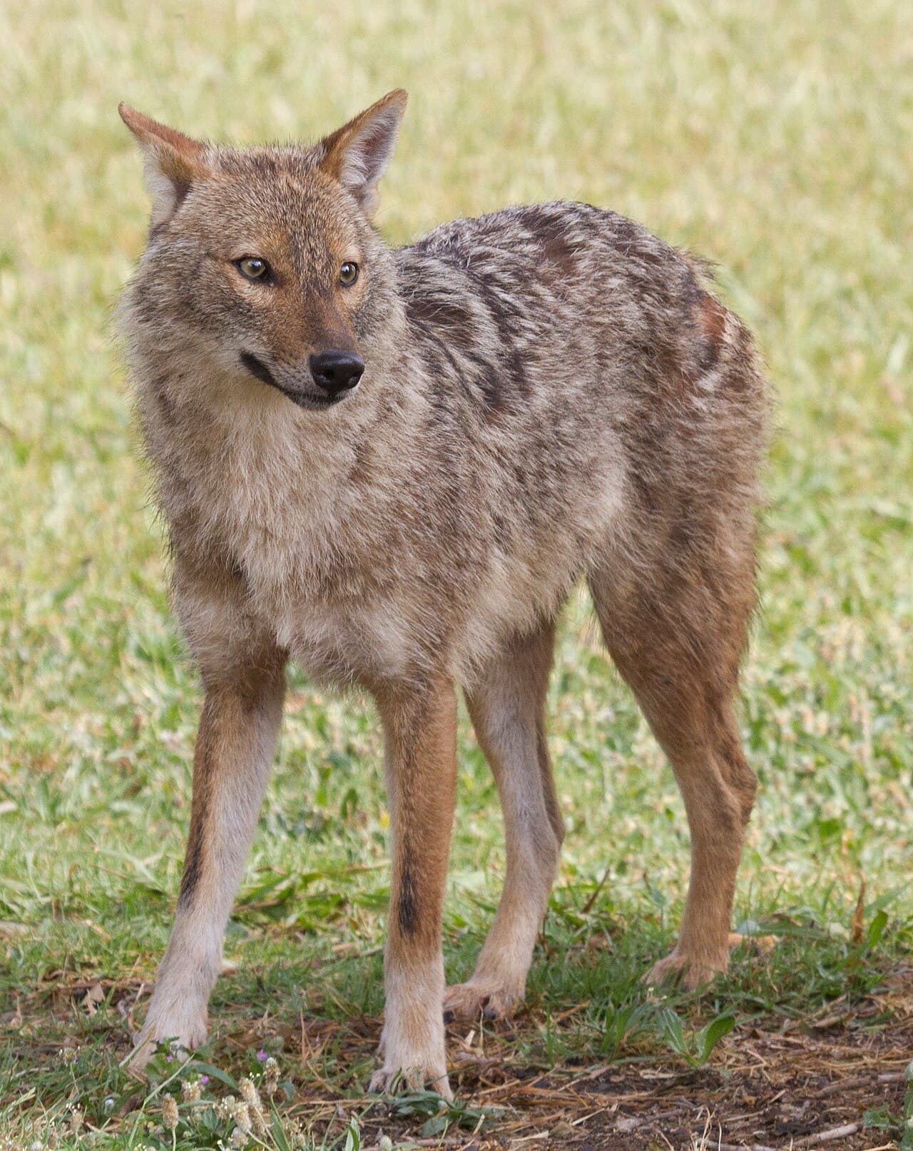 Sacal auriu